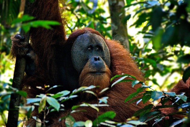 Wisata Orangutan Tanjung Puting April 2026: Itinerary & Panduan Lengkap!